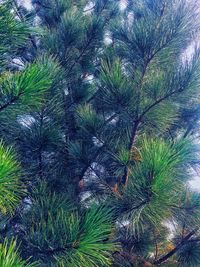 Full frame shot of palm tree