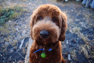 Close-up portrait of dog