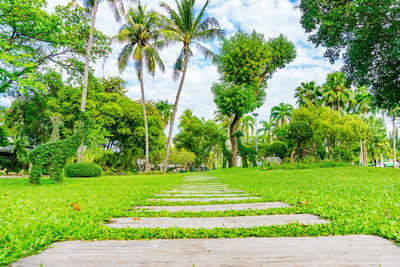 Trees and grass against sky
