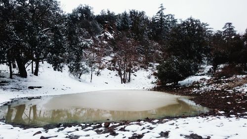 Trees on snow covered field
