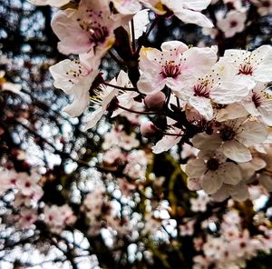 Close-up of cherry blossom