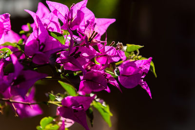 Close-up of pink flowering plant