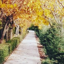 Close-up of yellow autumn trees