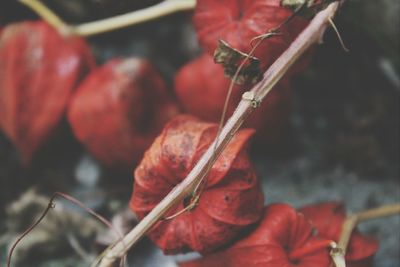 Close-up of red berries on plant