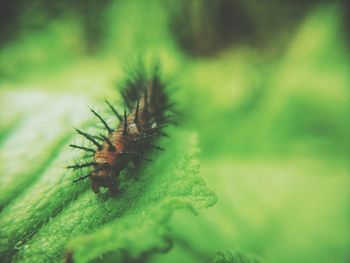 Close-up of insect on leaf