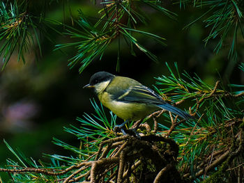 Blue tit resting in the japanese gardens 