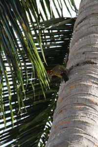 Low angle view of palm trees