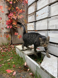 Cat relaxing on wall