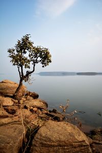 Scenic view of tree by sea against sky