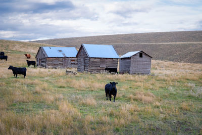 Horses standing in a field