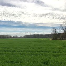 Scenic view of field against sky