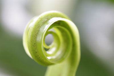 Close-up of green leaf