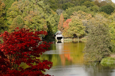 Trees in forest during autumn