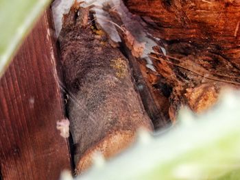 Close-up of animal