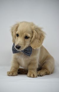 Close-up of a dog against white background