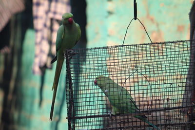 Close-up of bird perching in cage