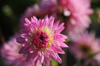 Close-up of pink dahlia flower