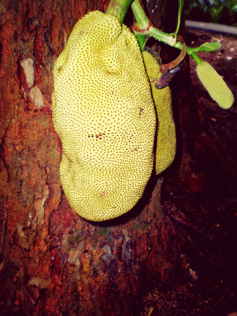 growth, close-up, high angle view, leaf, nature, green color, plant, cactus, still life, no people, growing, textured, day, wood - material, outdoors, freshness, fungus, tree trunk, beauty in nature, sunlight