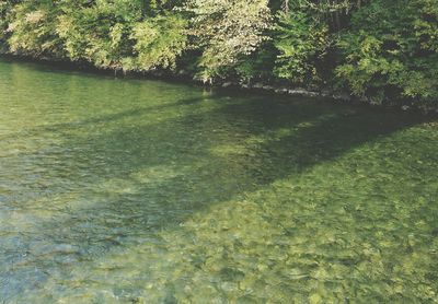 Trees in pond