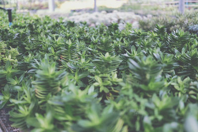 Close-up of green plants growing in backyard