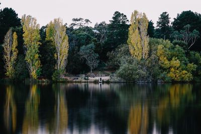 Scenic view of lake against trees in forest