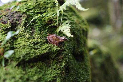 Close-up of frog on tree trunk