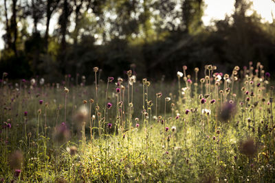 Scenic view of field