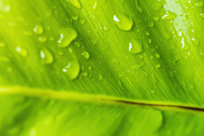 Full frame shot of wet leaves