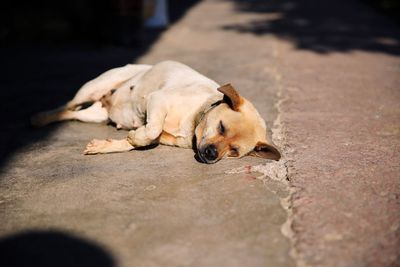 Dog sleeping on road