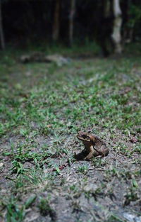 Lizard on a field