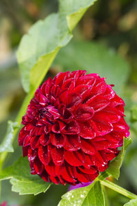 Close-up of red flowering plant