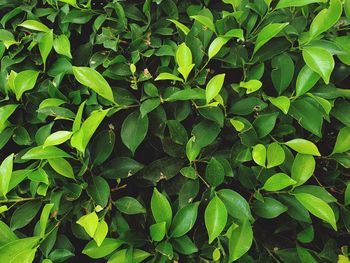 Full frame shot of leaves on plant