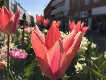 Close-up of red flowers blooming outdoors