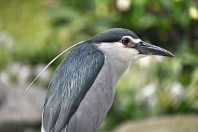 Close-up of a bird