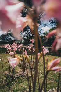 Close-up of pink flowering plants and trees on field