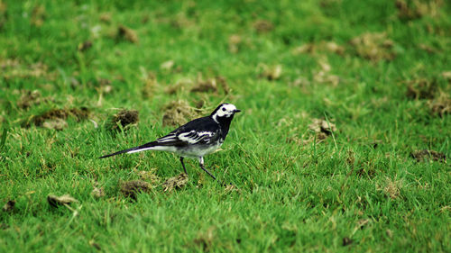 Side view of bird on grass