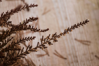 Close-up of plant against blurred background