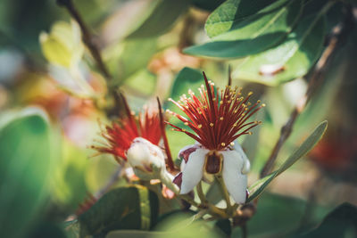 Close-up of flowering plant