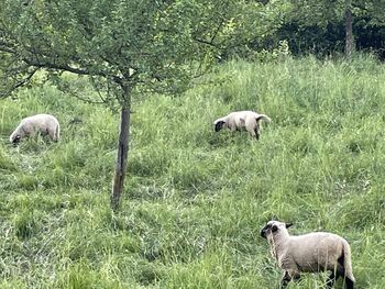 Sheep in a field