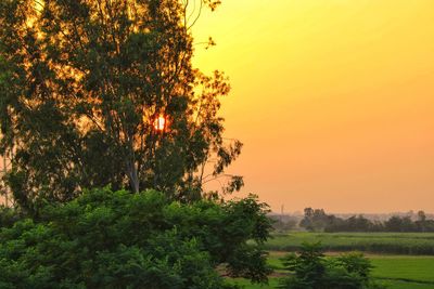 Trees on field against sky during sunset