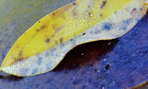 Close-up of yellow underwater