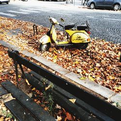 Autumn leaves on ground