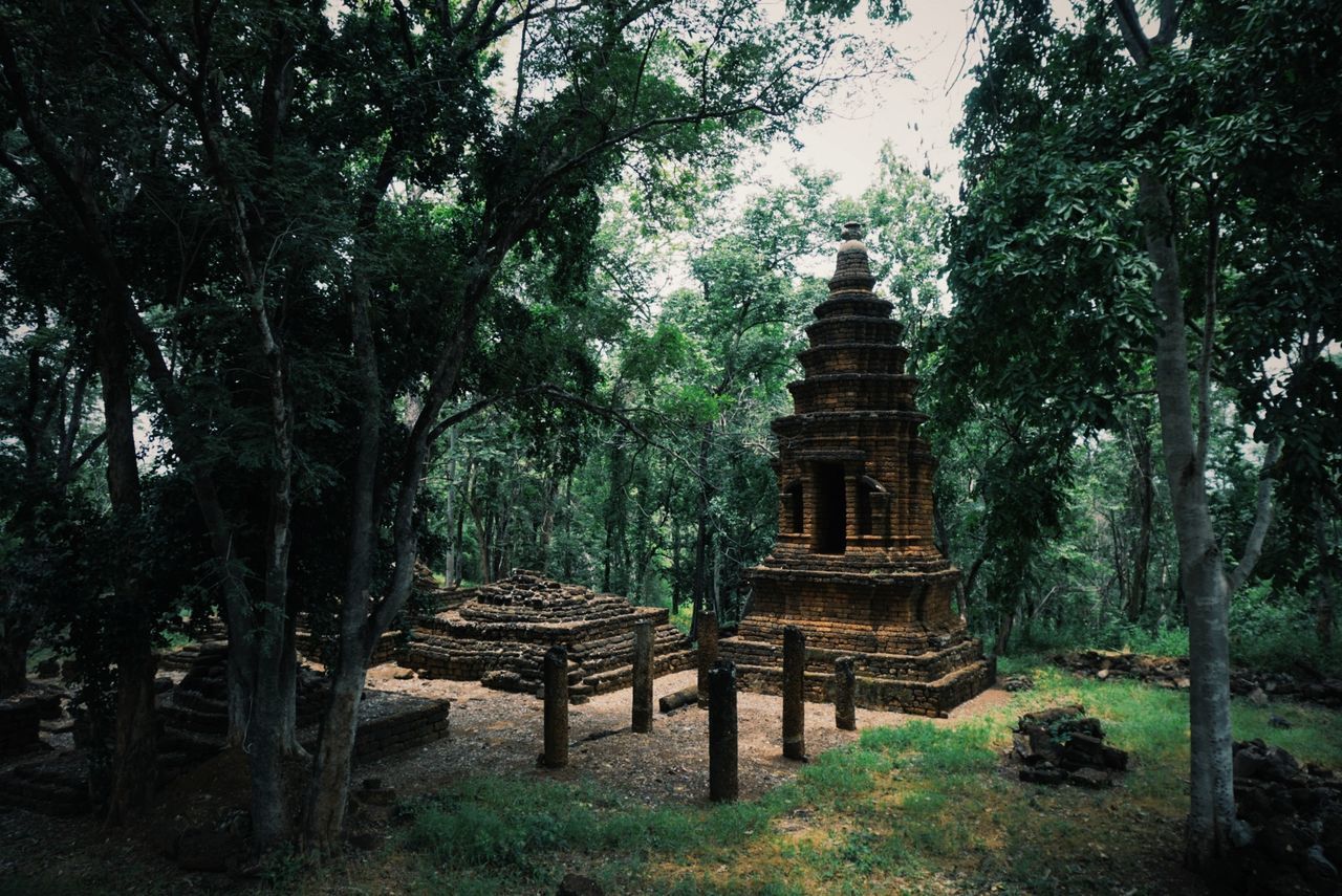 tree, plant, architecture, temple - building, religion, built structure, belief, history, nature, forest, jungle, spirituality, ancient, the past, travel destinations, building, travel, no people, place of worship, temple, tourism, outdoors, pagoda, woodland, old, building exterior, environment, shrine, land, landscape, old ruin, garden, day, tranquility, beauty in nature, tradition