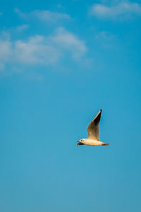 Low angle view of seagull flying against sky
