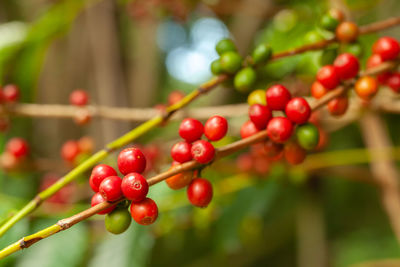 Close-up of red berries growing on tree