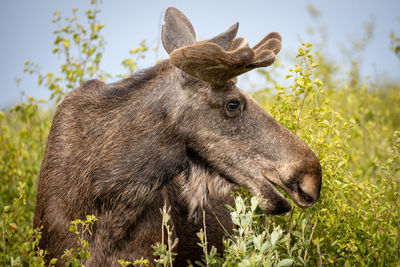 Close-up of a horse on field