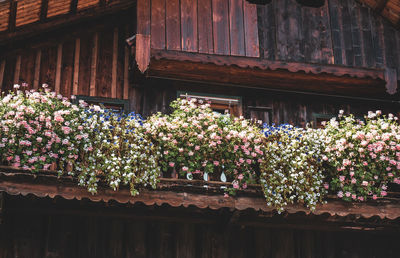 Flowering plants in building