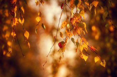 Close-up of leaves on twig