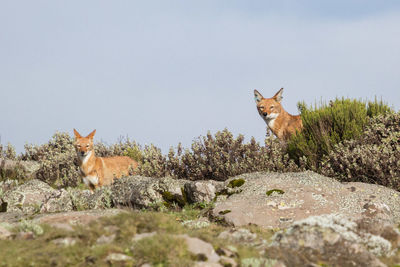 Ethiopian wolves in the wild