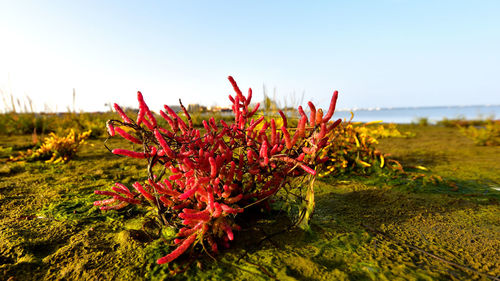 Close-up of red flower on field against sky